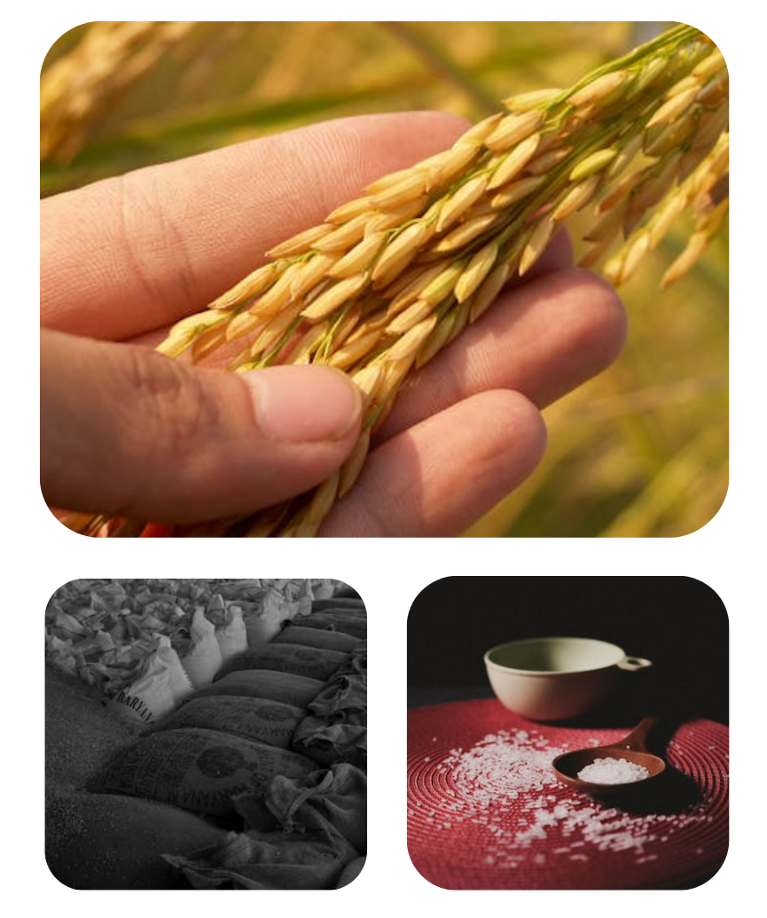 Premium basmati rice fields
